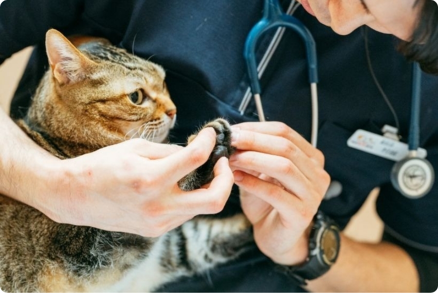 あま動物病院の診察室