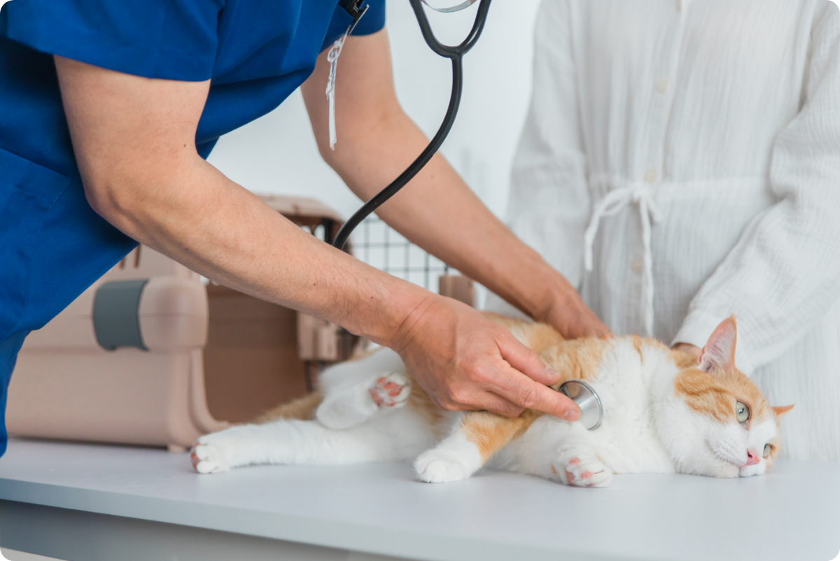 健康診断を受ける猫