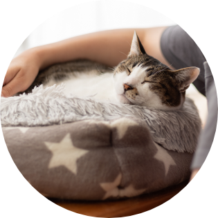健康診断を受けた猫
