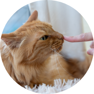 診察を受けた猫