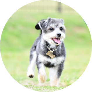 健康診断を受けた犬